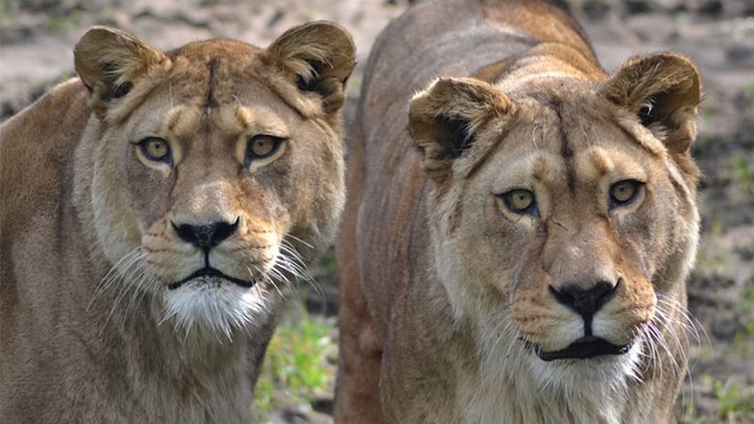 Singa Kembar Ikonis Berpulang: Akhir Era di Kebun Binatang