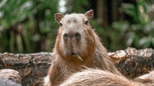 Capybara Kabur! Zoo Panik, Netizen Heboh!