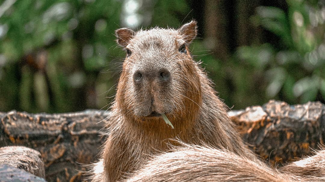 Capybara Kabur! Zoo Panik, Netizen Heboh!