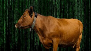 Peternak Auto Sultan! AI "Cowgorithm" Kuasai Sapi Tanpa Pagar!