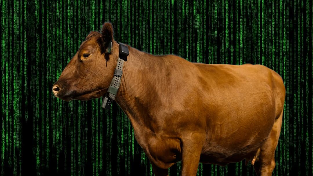 Peternak Auto Sultan! AI "Cowgorithm" Kuasai Sapi Tanpa Pagar!