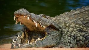 Buaya Kuno Ini 'OP' Banget! Berjalan Tegak, Tanpa Gigi?