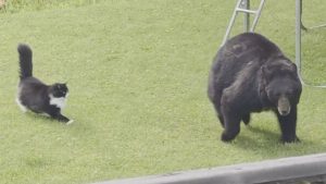 Kucing Ini Bikin Beruang Kabur! Epic Save!