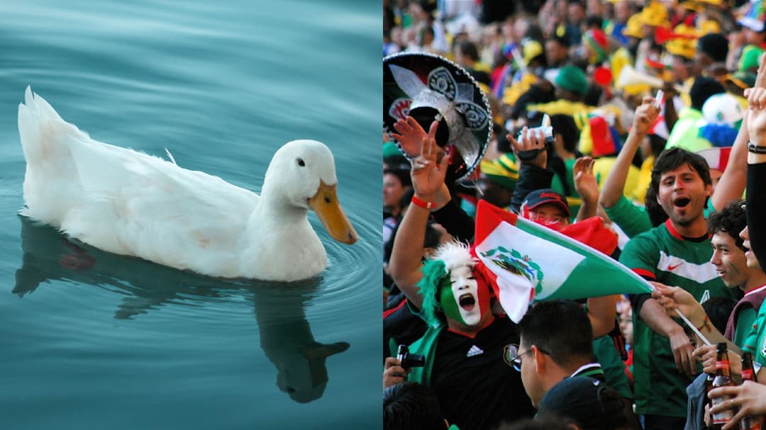 Piala Dunia Geger: Bebek Berjersey Meksiko Curi Perhatian!