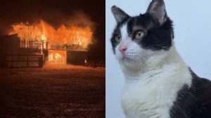 Kucing Ini 'Respawn' dari Abu, Transformasi Epic!