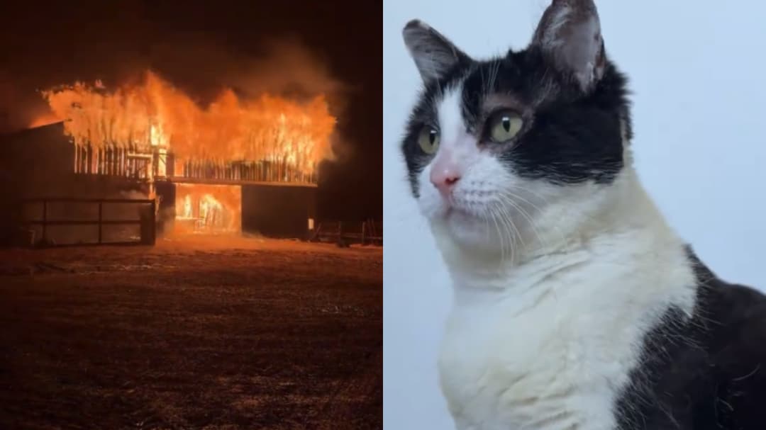 Kucing Ini 'Respawn' dari Abu, Transformasi Epic!