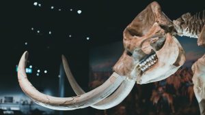 Loot Purba Terungkap! DNA Mammoth Bangkit?