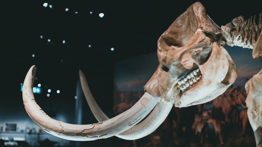 Loot Purba Terungkap! DNA Mammoth Bangkit? 1 Loot Purba Terungkap! DNA Mammoth Bangkit?