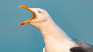 Pasty Hilang, Seagull Dihabisi Brutal!