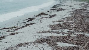 Invasi Bau Busuk: Florida Jadi 'Toxic Zone'?