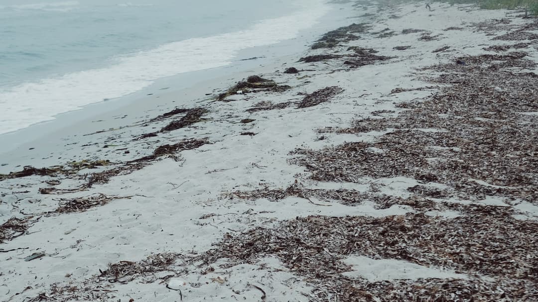 Invasi Bau Busuk: Florida Jadi 'Toxic Zone'?