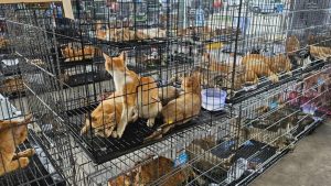 GG WP! Ratusan Kucing Diselamatkan dari Zona Merah!