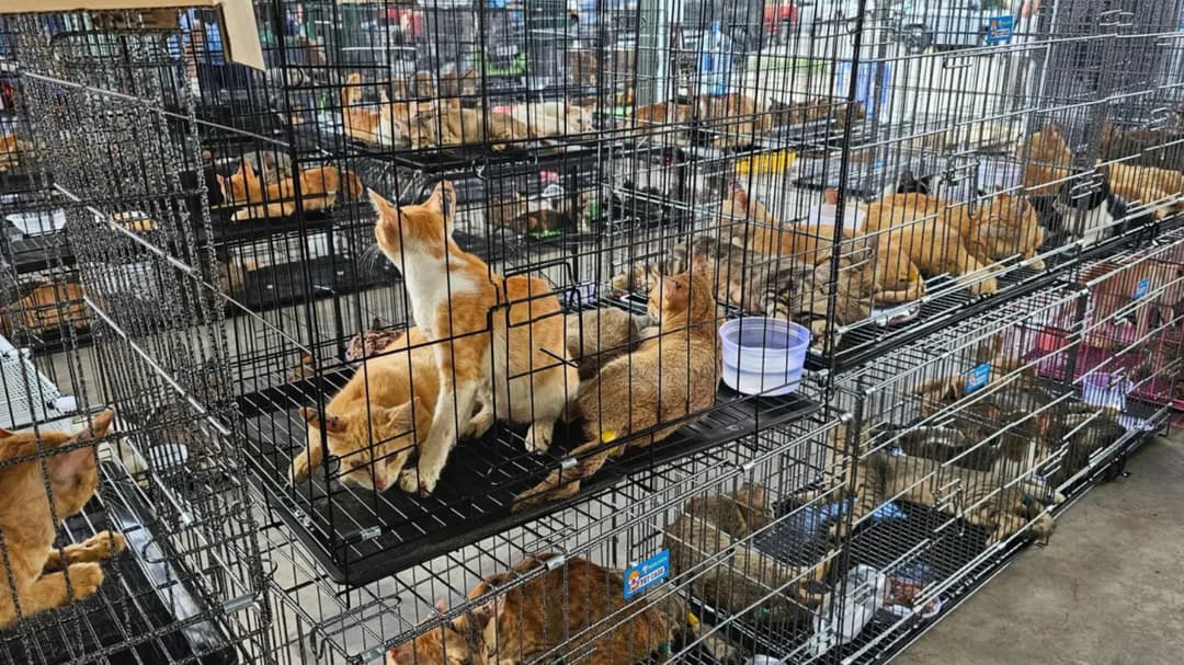 GG WP! Ratusan Kucing Diselamatkan dari Zona Merah!