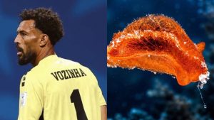 Kiper Legendaris Diabadikan Jadi Nama Siput Laut!