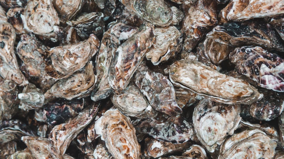 Rp3,8 Miliar OYSTER HILANG! Siapa Dalangnya?