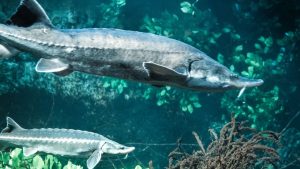 Ikan Purba 'Level Up' Umur 400 Tahun? EPIC!