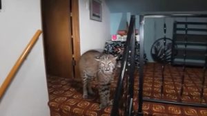 Invasi Epic! Bobcat Bikin Polisi Kaget!
