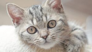 NYC Buka Bodega Kucing: Loot Gratis Menanti!