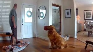 Anjing Ini Ajak Maling Main? Endingnya Bikin Kaget!