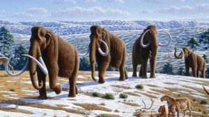 Misi Menghidupkan Kembali Mammoth Melambat