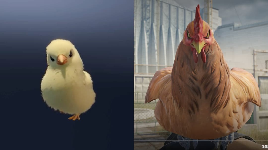GILA! CS2 Kedatangan Pet Ayam Paling Gemoy! 1 GILA! CS2 Kedatangan Pet Ayam Paling Gemoy!