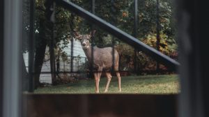 WTF?! Rusa Invasi Rumah, Auto-Swim di Pool!