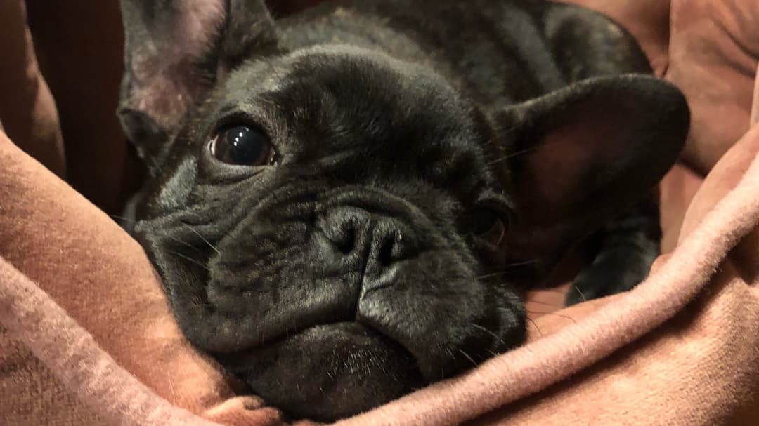 Aksi Heroik Anjing Penyelamat Nyawa Pemiliknya