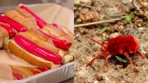 Rahasia Warna Merah Hot Dog Kini Pakai Serangga