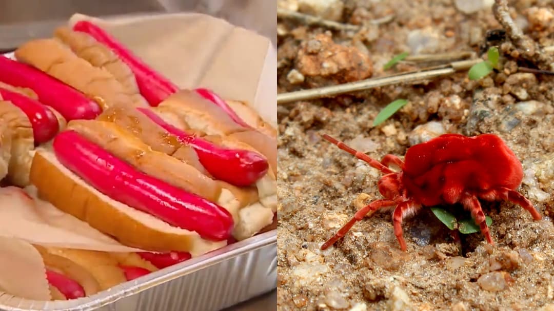 Rahasia Warna Merah Hot Dog Kini Pakai Serangga