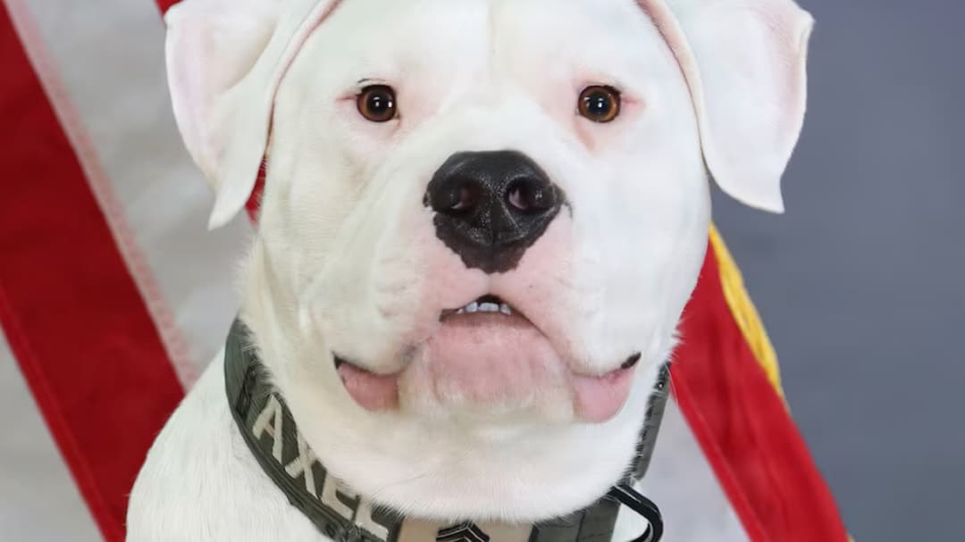 Anjing Tuli Jadi Pahlawan Militer