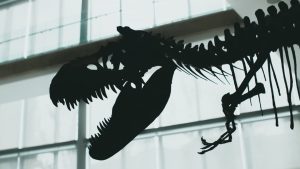 Penemuan Spesies Tyrannosaurus Baru di Kanada